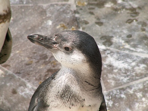 ペンギン26