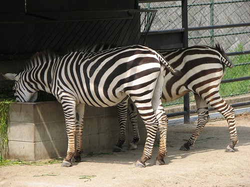 福岡市動物園4