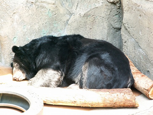 福岡市動物園9