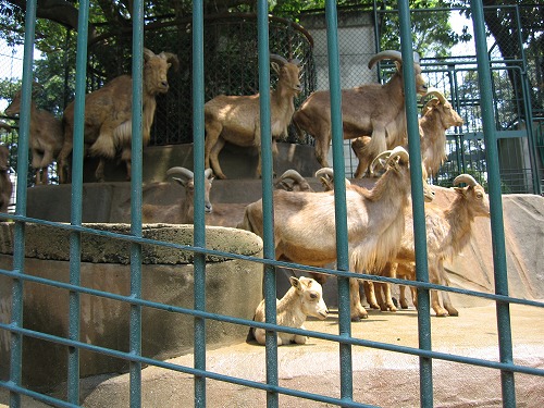 福岡市動物園24