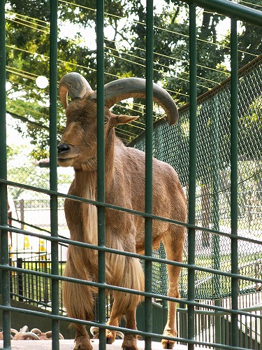 福岡市動物園11