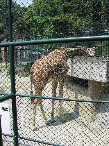 福岡市動物園17