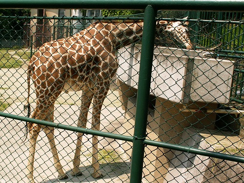 福岡市動物園28
