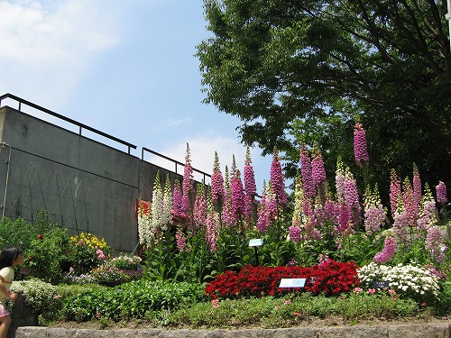 福岡市植物園1