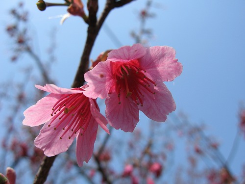 桜20