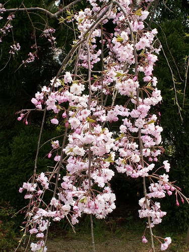 桜23
