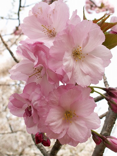 桜14