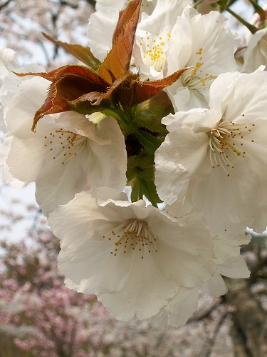 桜23