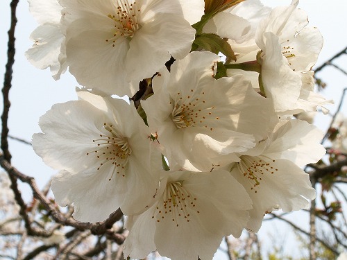 桜24