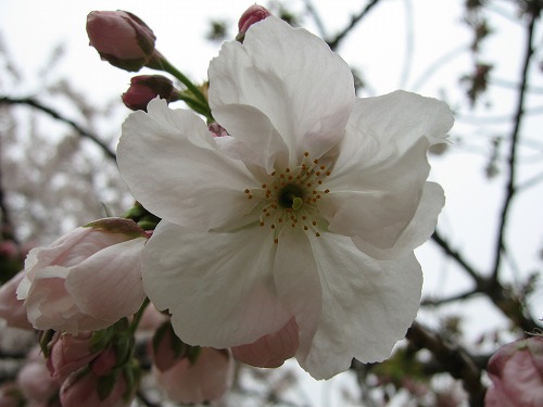 桜10