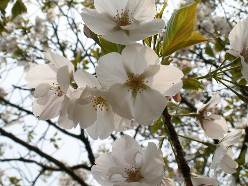 桜24