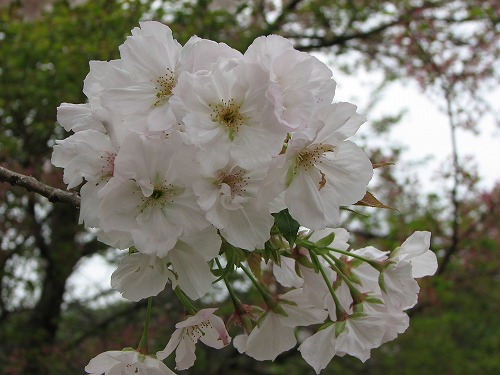 桜16