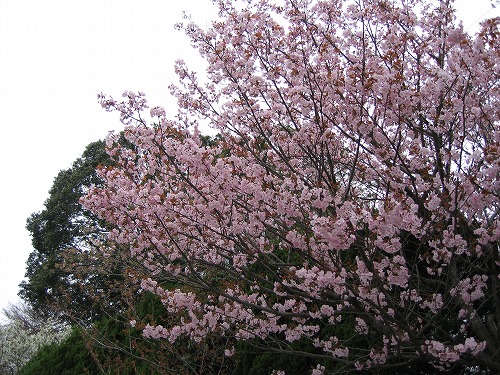 桜25