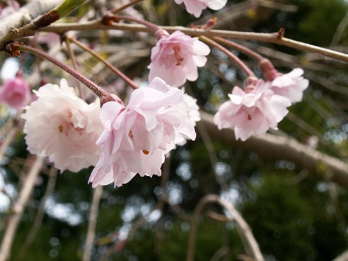 桜31