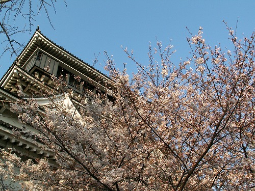 桜25