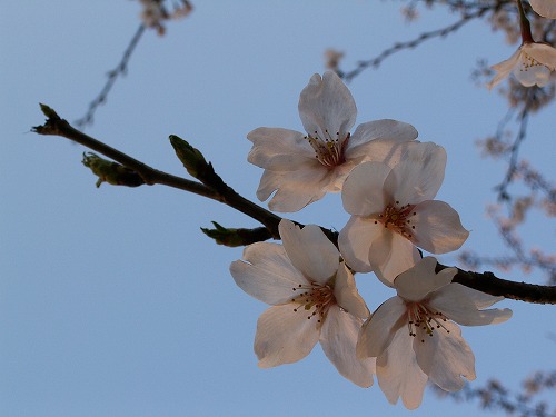 桜35