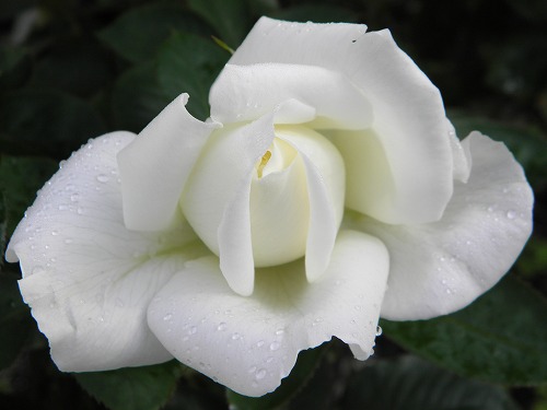 白バラ1
