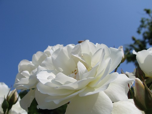 白バラ13