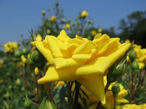 黄バラ13