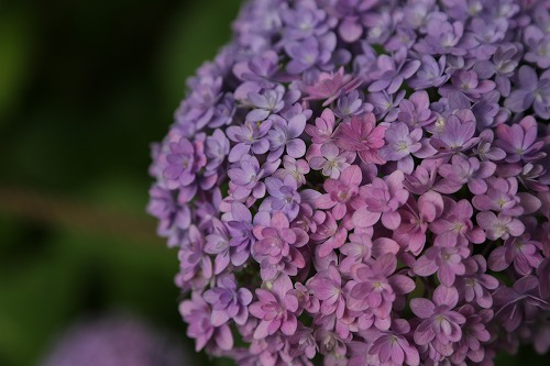 八重咲紫陽花8