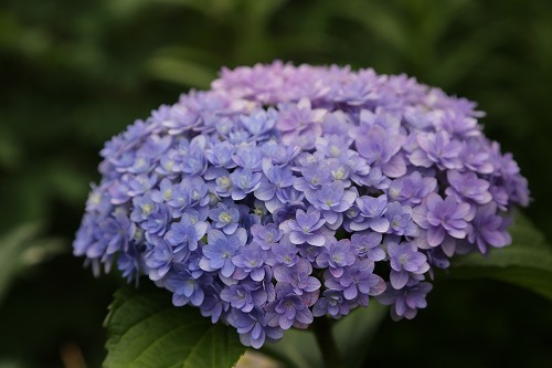 八重咲紫陽花2
