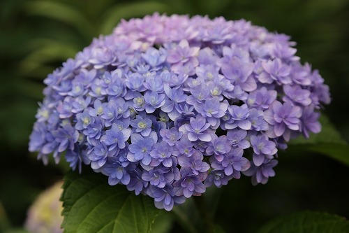 八重咲紫陽花3