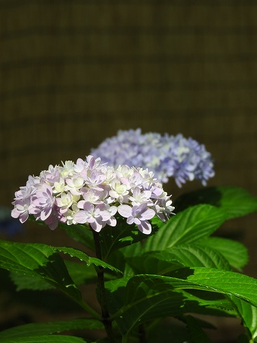 八重咲紫陽花21