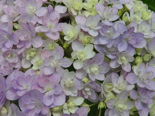 八重咲紫陽花13