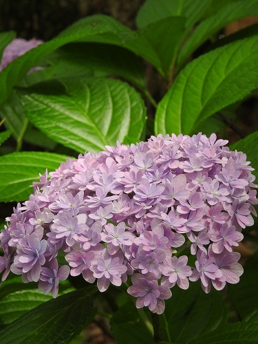 八重咲紫陽花17