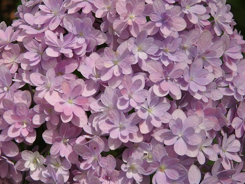 八重咲紫陽花14