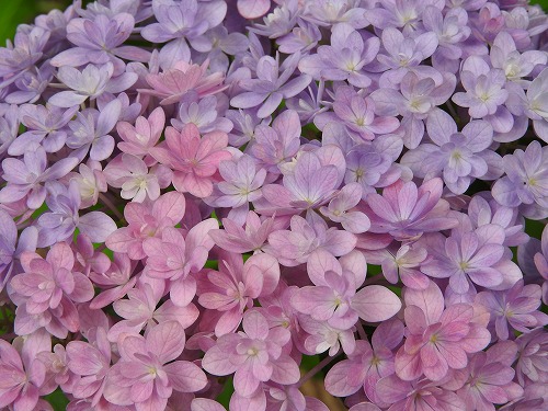 八重咲紫陽花15
