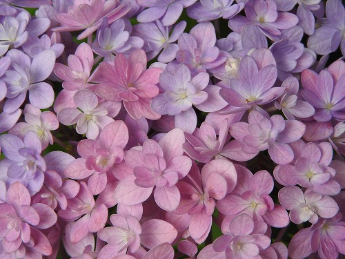 八重咲紫陽花16