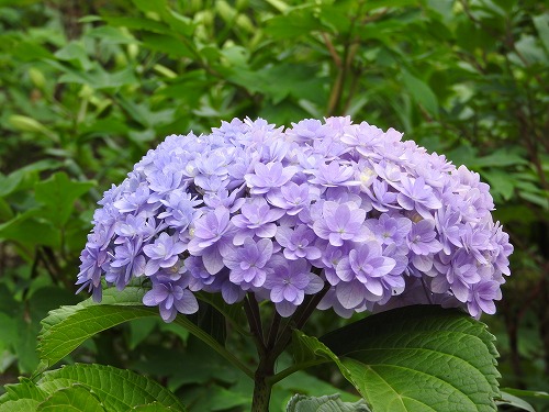 八重咲紫陽花1