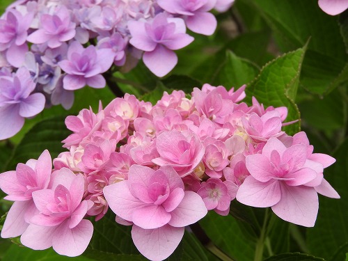 八重咲紫陽花6