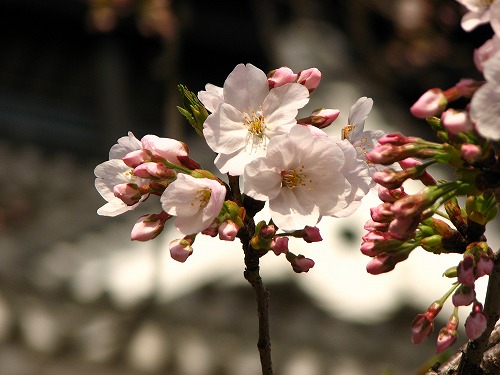 桜18