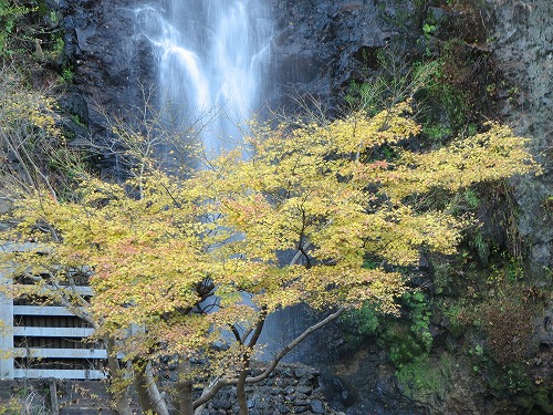 金龍の滝11