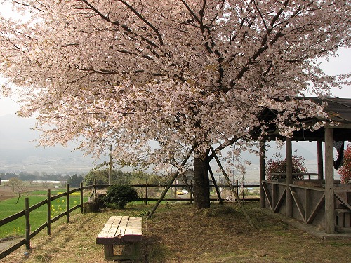 一本桜3
