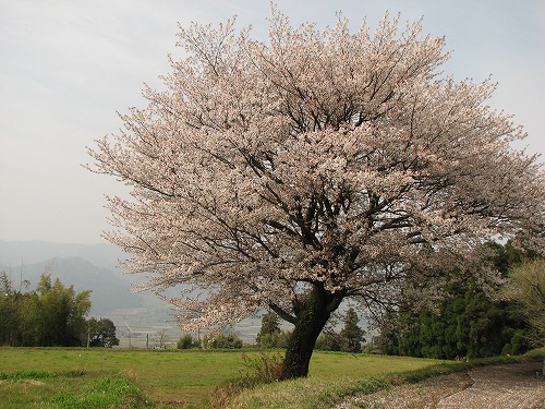 一本桜6