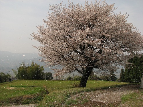 一本桜8