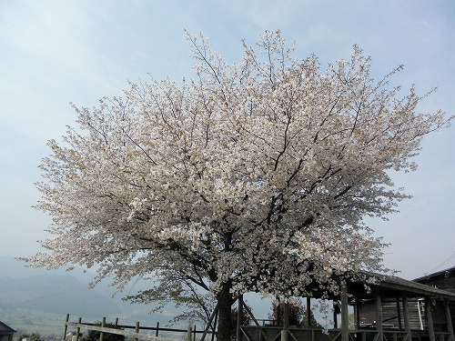 一本桜4