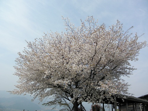一本桜5