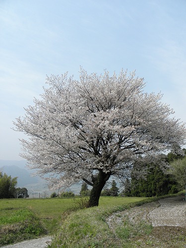 一本桜9