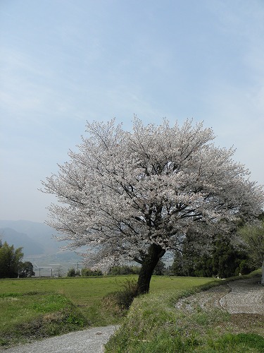 一本桜10