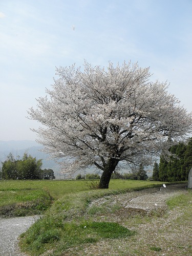 一本桜11