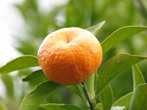 柑橘類2