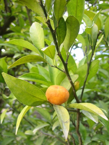 柑橘類4