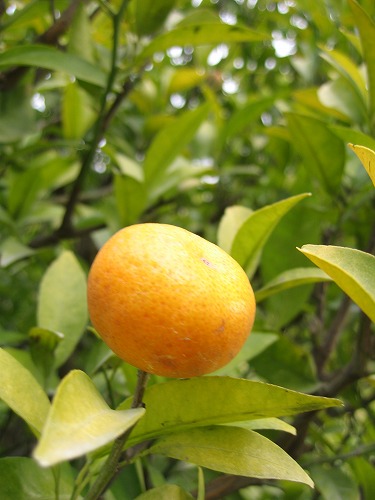柑橘類5