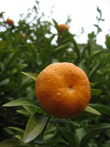 柑橘類3