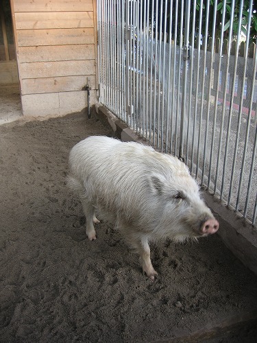 和気神社の猪11