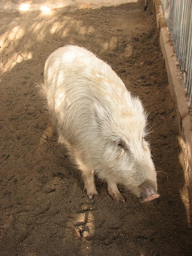 和気神社の猪16